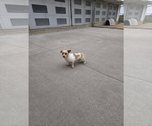 Mutt Dogs for adoption in Maquoketa, IA, USA