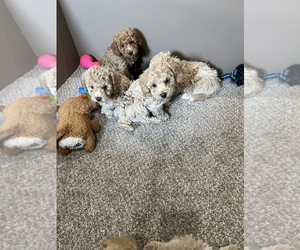Bichon Frise Puppy for sale in LOWELL, MA, USA