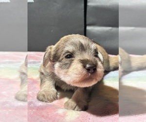 Schnauzer (Miniature) Puppy for sale in HOUSTON, TX, USA