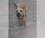 Small #22 American Pit Bull Terrier