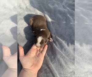 Miniature Australian Shepherd Puppy for sale in SEYMOUR, MO, USA