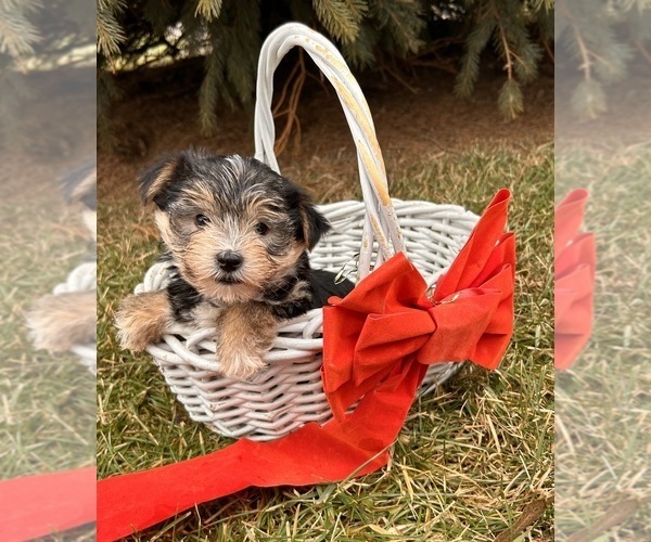 Medium Photo #2 Morkie Puppy For Sale in MIDDLEBURY, IN, USA