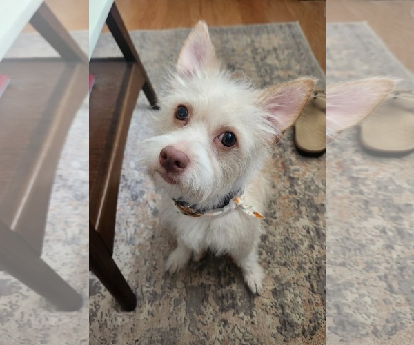 Medium Photo #1 Mutt Puppy For Sale in San Bernardino , CA, USA