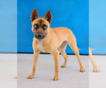 Small #1 German Shepherd Dog Mix