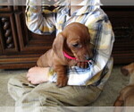 Small Photo #8 Dachshund Puppy For Sale in OWEN, WI, USA