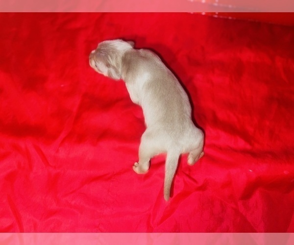 Medium Photo #4 American Bully Puppy For Sale in TRENTON, NJ, USA