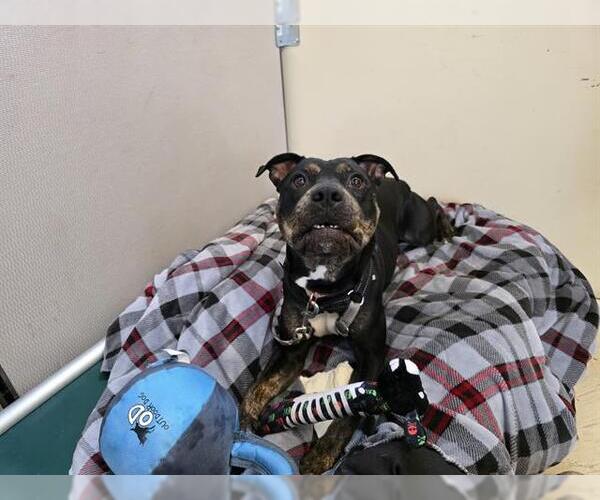 Medium Photo #2 American Staffordshire Terrier-Unknown Mix Puppy For Sale in Center Township, PA, USA