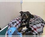 Small #1 American Staffordshire Terrier Mix