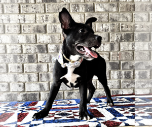 Nibs - Male Bulldog-Catahoula Leopard Dog Mix Dog for Adoption - Photo #4