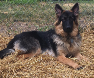 Mother of the German Shepherd Dog puppies born on 08/15/2019