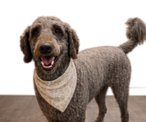 Father of the Double Doodle puppies born on 08/02/2026