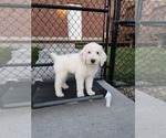 Small Photo #28 Poodle (Standard) Puppy For Sale in MOORES HILL, IN, USA
