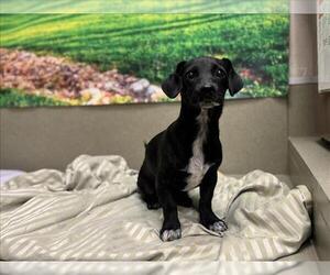Chihuahua-Unknown Mix Dogs for adoption in Moreno Valley, CA, USA