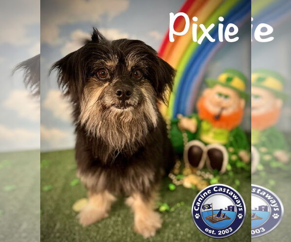 Medium Photo #4 Havanese-Unknown Mix Puppy For Sale in Arcadia, FL, USA