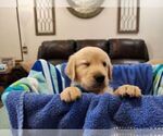 Puppy Male B2 Golden Retriever