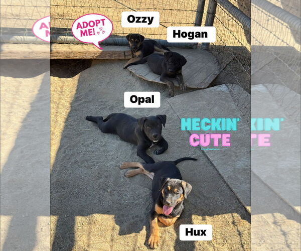 Medium Photo #4 Bullypit Puppy For Sale in Riverside, CA, USA