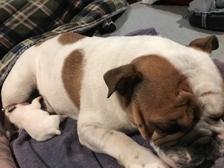 Mother of the Bulldog puppies born on 04/16/2017