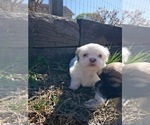 Small Photo #7 Shih Tzu Puppy For Sale in ALLENSVILLE, KY, USA