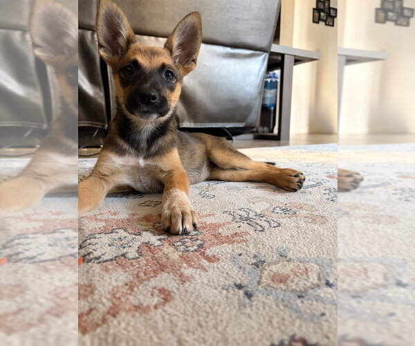 Medium Photo #5 German Shepherd Dog-Unknown Mix Puppy For Sale in Dana Point, CA, USA