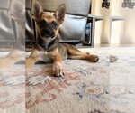Small #4 German Shepherd Dog Mix