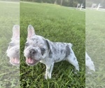 Puppy Jean Luc French Bulldog