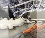 Small Photo #1 Great Dane Puppy For Sale in SPRINGFIELD, OH, USA