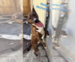 Small #2 Mountain Cur Mix