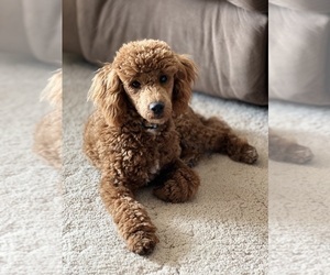 Father of the Poodle (Toy) puppies born on 04/21/2023