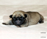 Small #12 Pug
