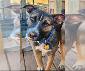 Mutt Dogs for adoption in Oklahoma City, OK, USA