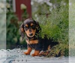 Small #1 Dachshund
