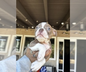 Boston Terrier Puppy for sale in VALENCIA, CA, USA