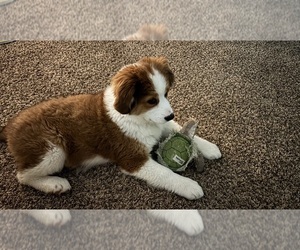Great Bernese Puppy for sale in KNOXVILLE, TN, USA