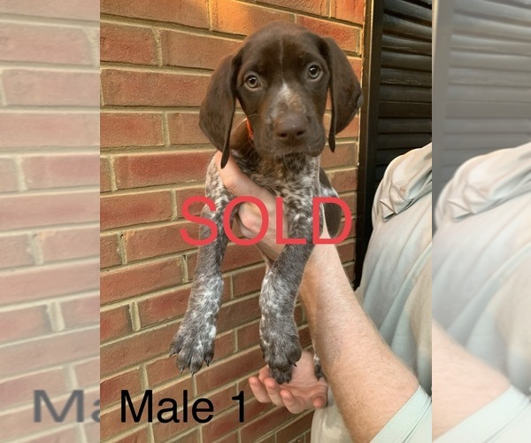 Medium Photo #25 German Shorthaired Pointer Puppy For Sale in MARIETTA, GA, USA