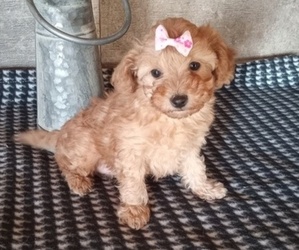 Poodle (Toy) Puppy for Sale in MILFORD, Indiana USA