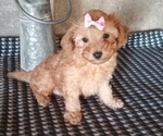 Small Photo #1 Poodle (Toy) Puppy For Sale in MILFORD, IN, USA