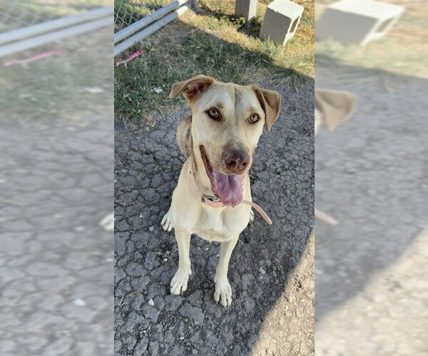 Medium Photo #1 Black Mouth Cur-Unknown Mix Puppy For Sale in Corpus Christi, TX, USA