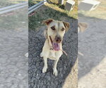 Small Black Mouth Cur Mix