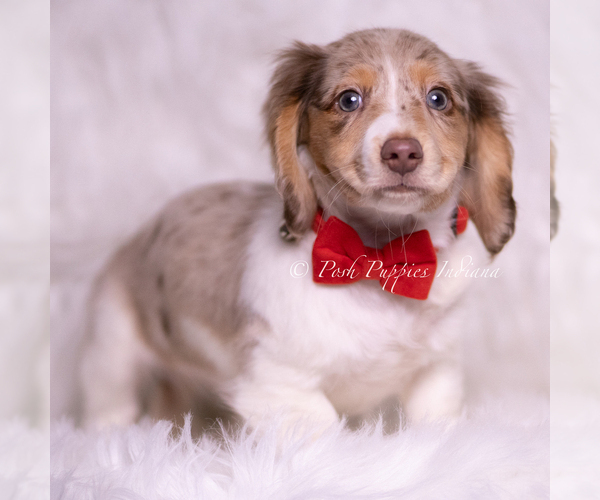 Medium Photo #2 Dachshund Puppy For Sale in WARSAW, IN, USA