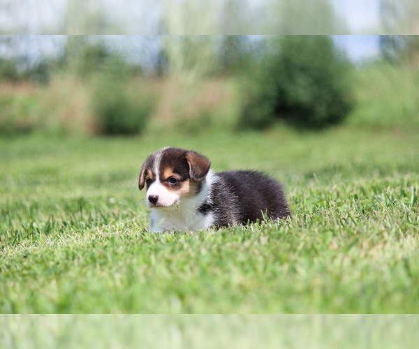 Medium Photo #4 Pembroke Welsh Corgi Puppy For Sale in FORT MADISON, IA, USA