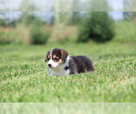 Small #3 Pembroke Welsh Corgi