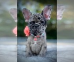 Small Photo #2 French Bulldog Puppy For Sale in PICKERINGTON, OH, USA