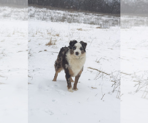 Father of the Australian Shepherd puppies born on 07/15/2025