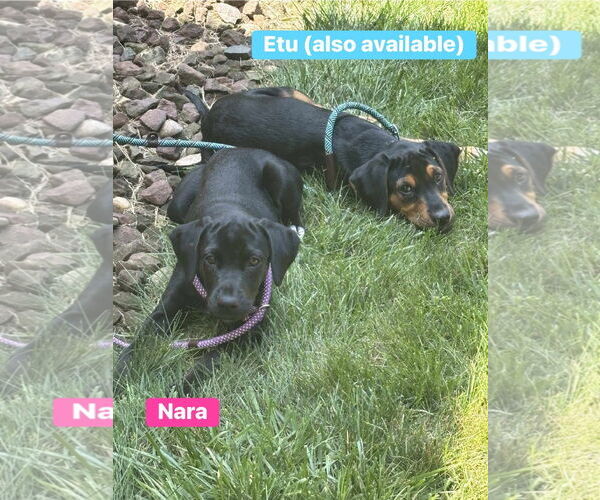 Medium Photo #9 Labrador Retriever-Unknown Mix Puppy For Sale in Alexander, AR, USA
