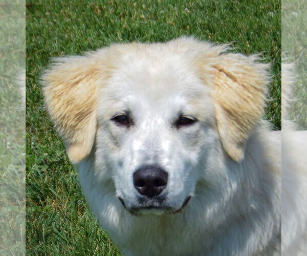 Medium Photo #4 Golden Pyrenees Puppy For Sale in Huntley, IL, USA