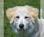 Small #3 Golden Pyrenees