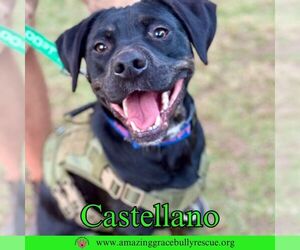 Castellano - Male Rottweiler-American Pit Bull Terrier Dog for Adoption - Photo #10