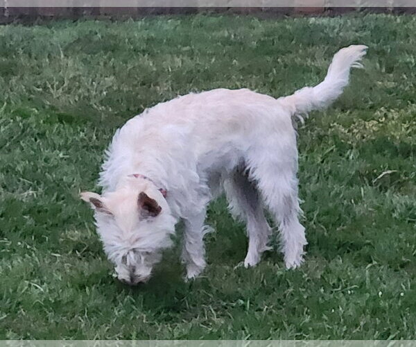 Medium Photo #5 Cairn Terrier-Unknown Mix Puppy For Sale in Milwaukie, OR, USA