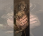 Puppy Puppy 1 Dachshund