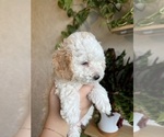 Small #8 Poodle (Toy)